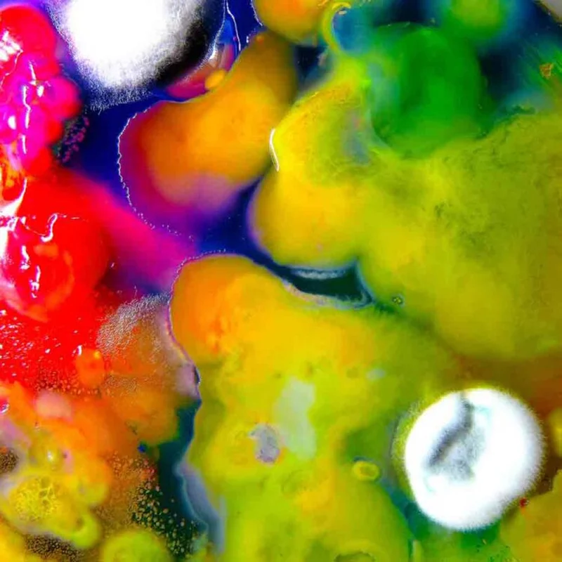 assai3337273